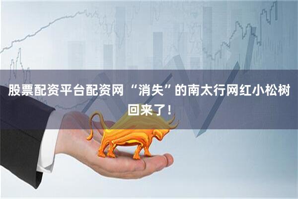 股票配资平台配资网 “消失”的南太行网红小松树回来了！